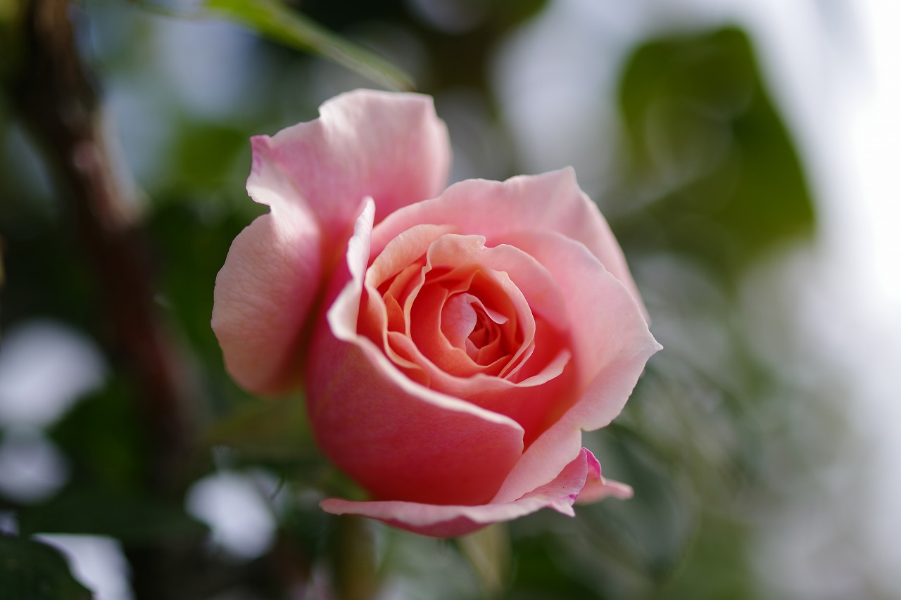 群馬県前橋市の群馬フラワーパークの花々