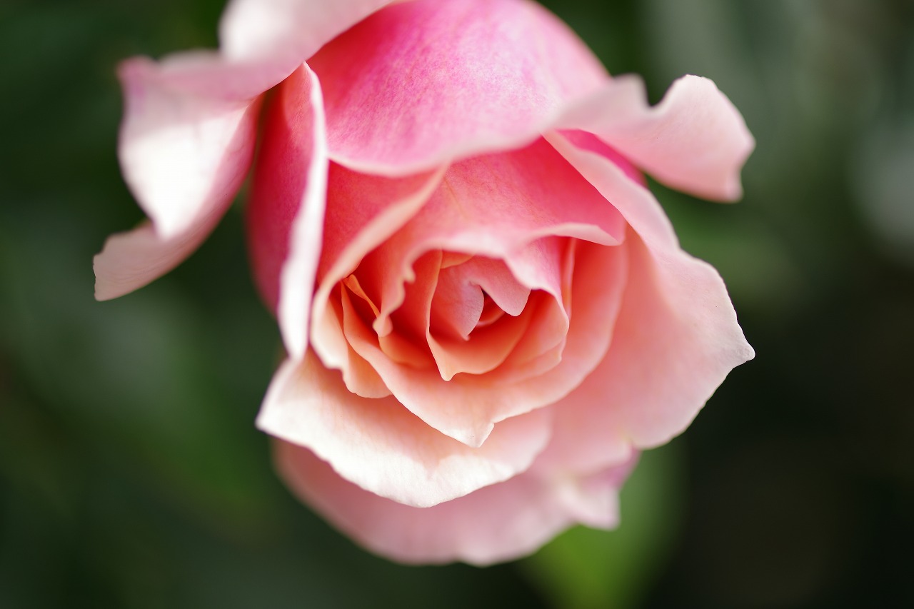 群馬県前橋市の群馬フラワーパークの花々