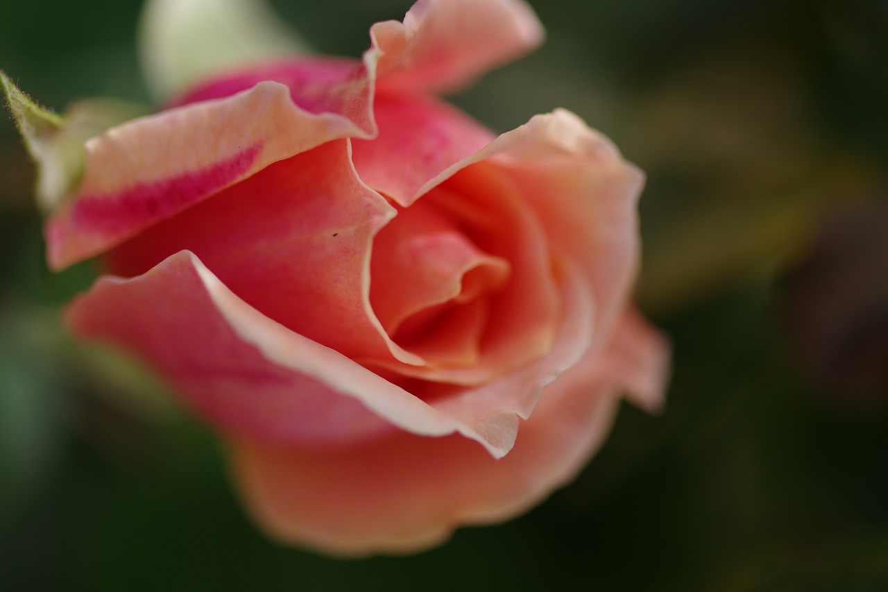 群馬県前橋市の群馬フラワーパークの花々