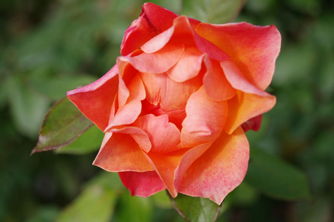 群馬県前橋市の群馬フラワーパークの花々