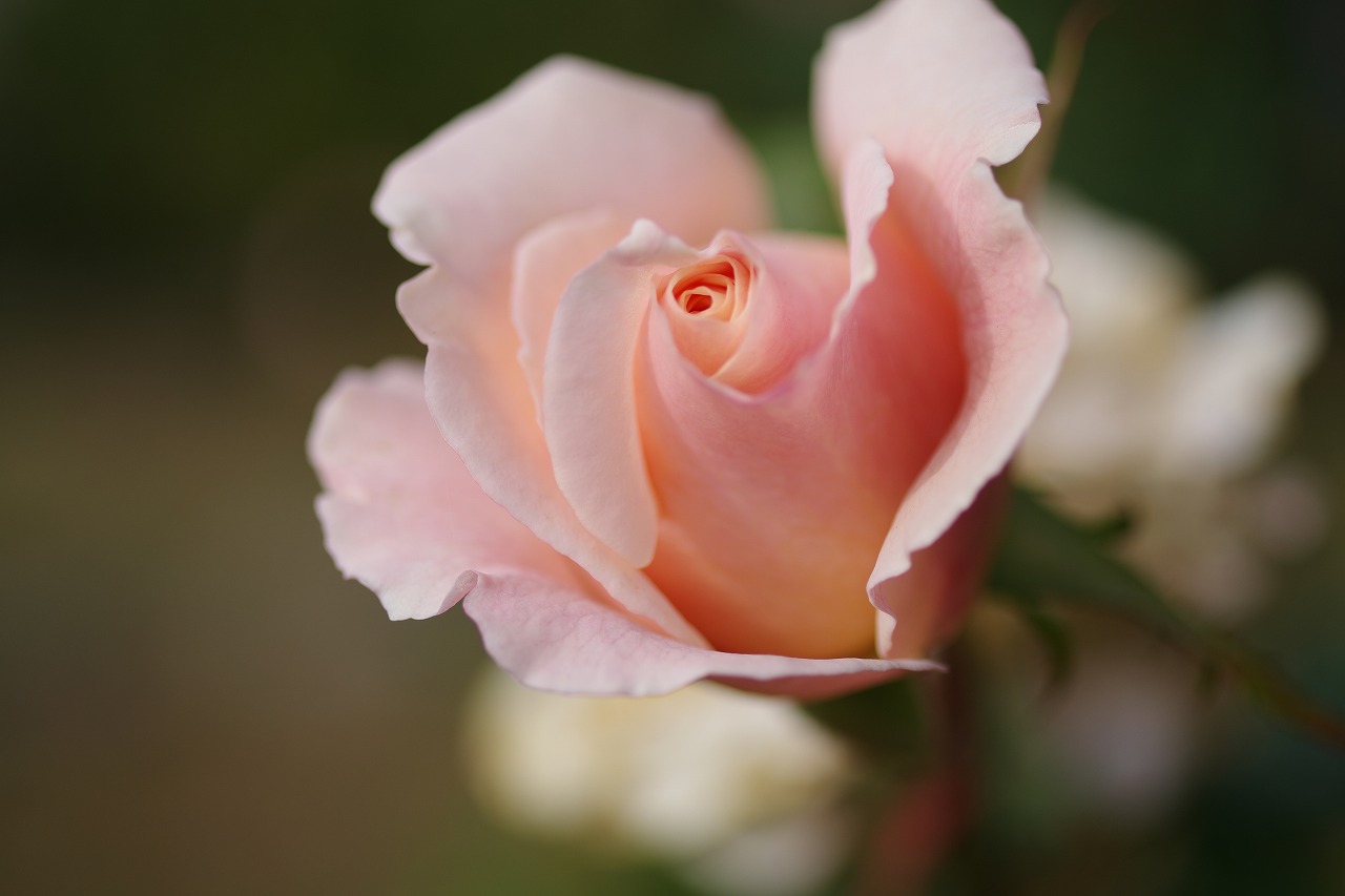 群馬県前橋市の群馬フラワーパークの花々