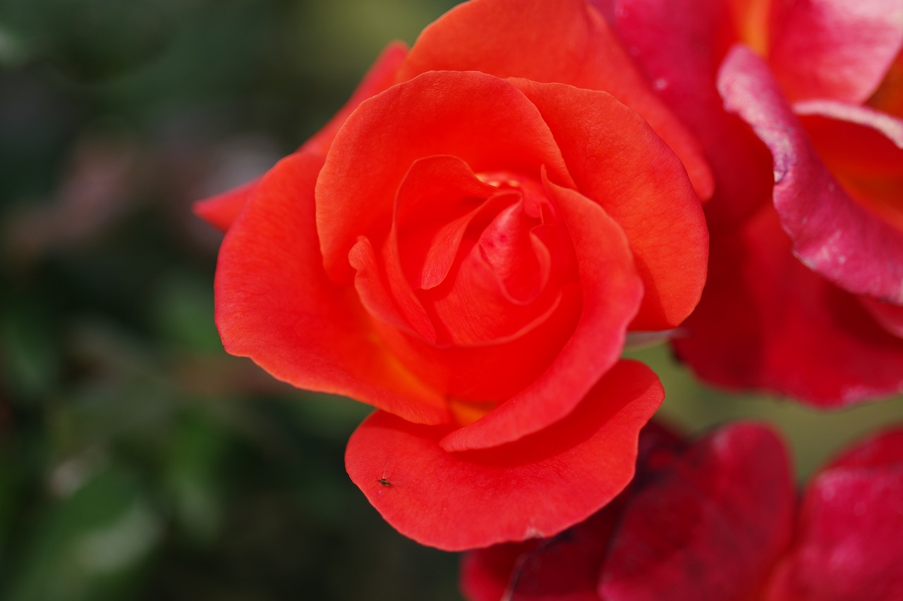 群馬県前橋市の群馬フラワーパークの花々