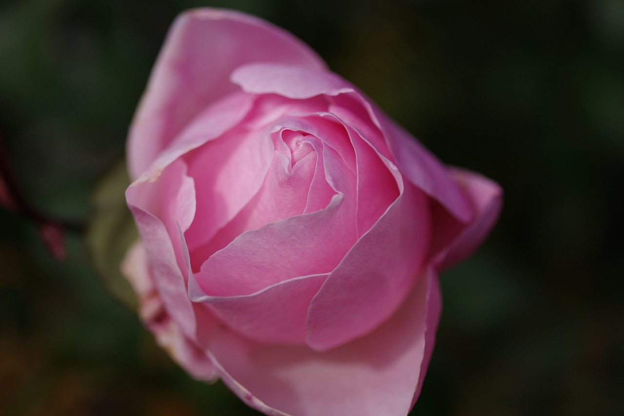 群馬県前橋市の群馬フラワーパークの花々