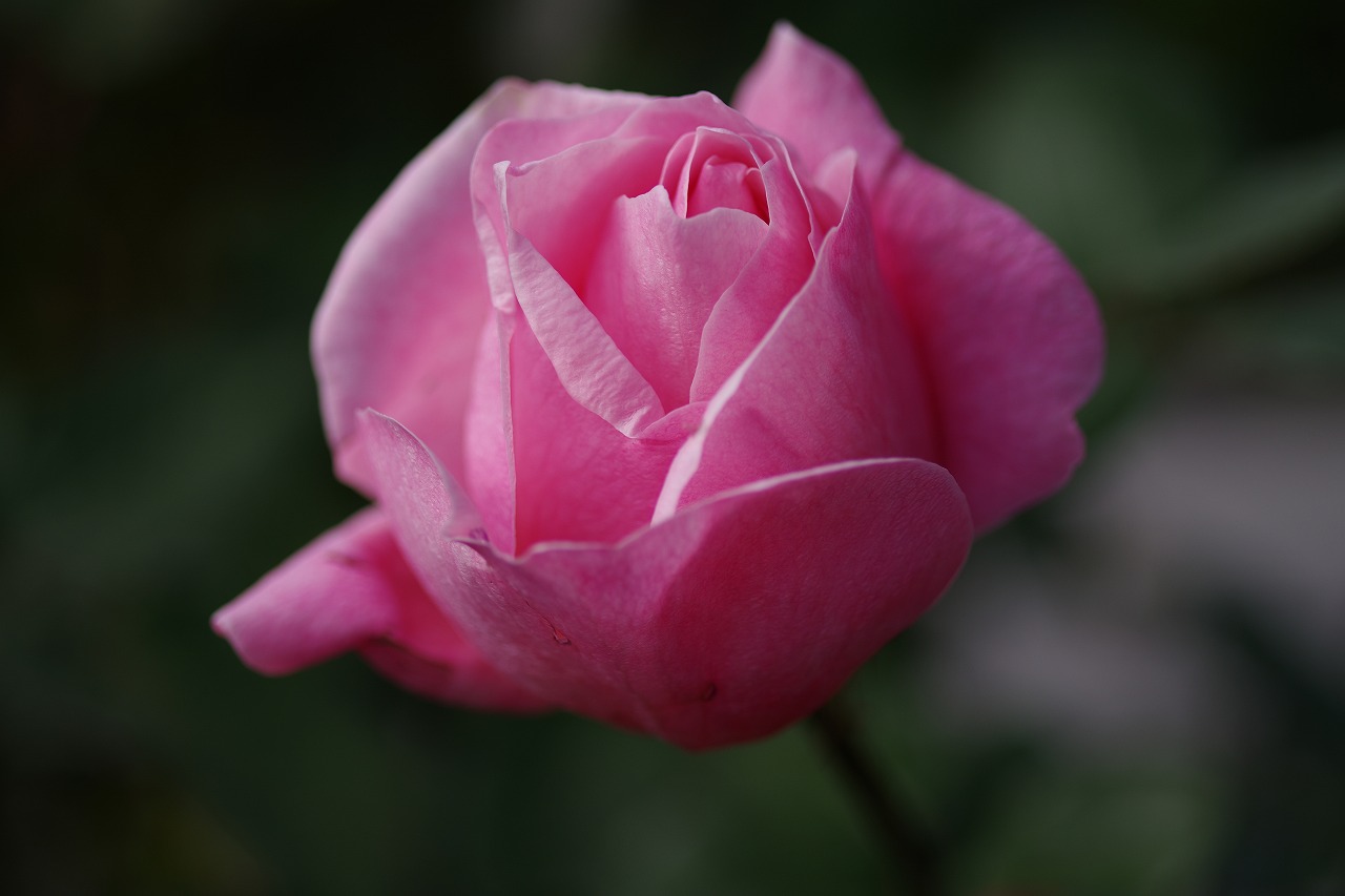 群馬県前橋市の群馬フラワーパークの花々