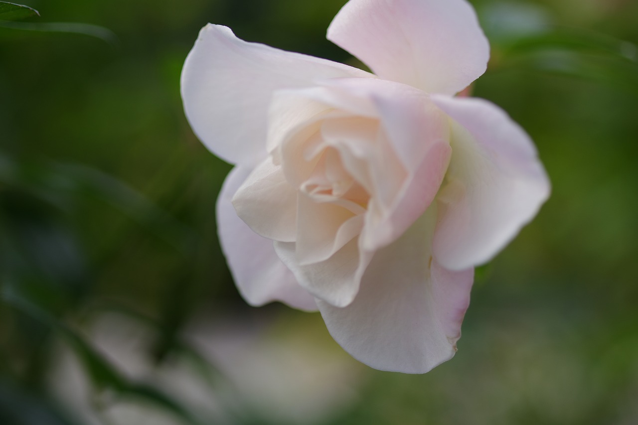 群馬県前橋市の群馬フラワーパークの花々