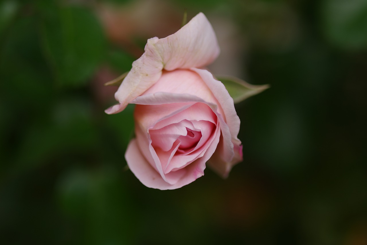 群馬県前橋市の群馬フラワーパークの花々