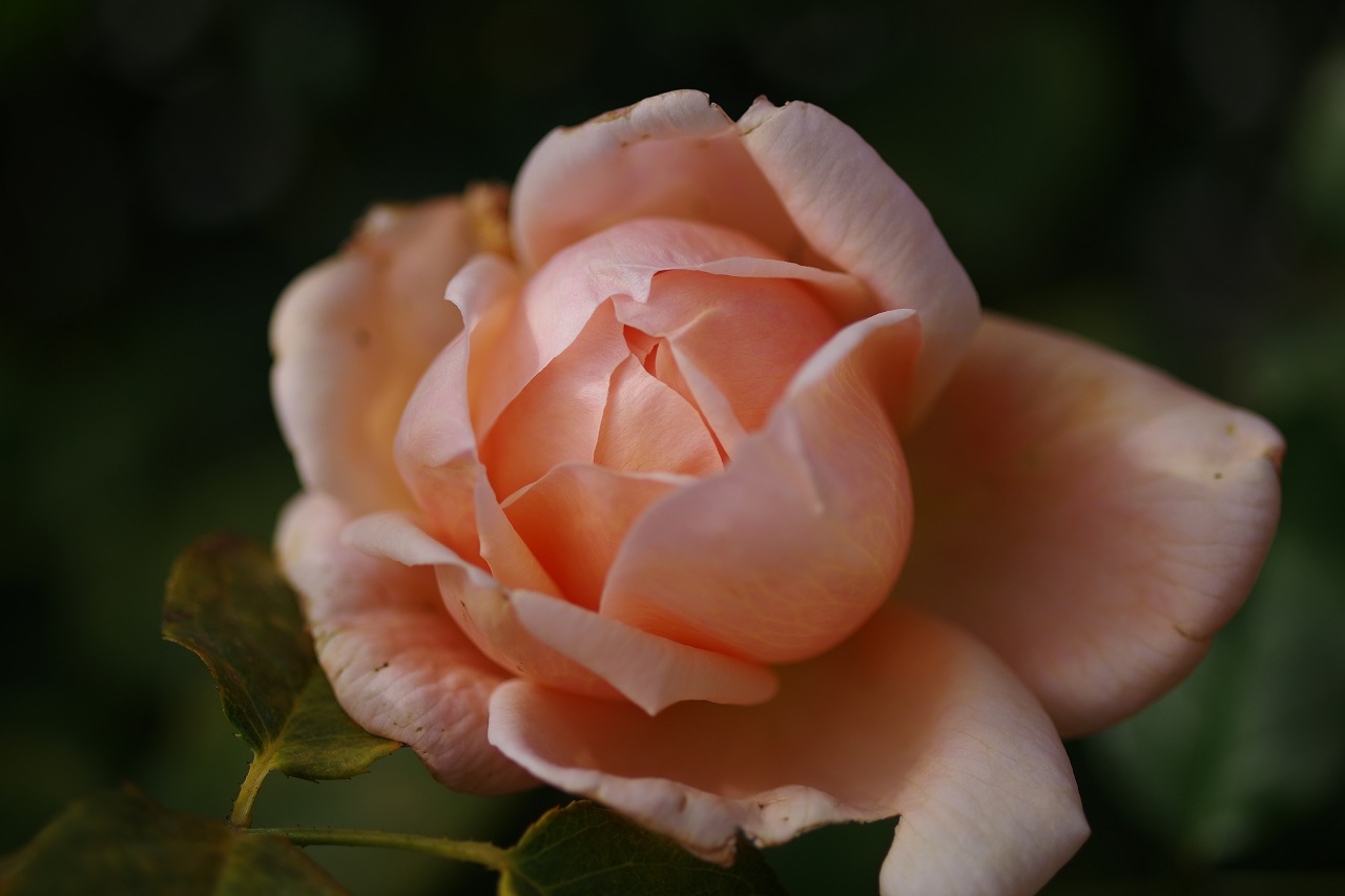 群馬県前橋市の群馬フラワーパークの花々