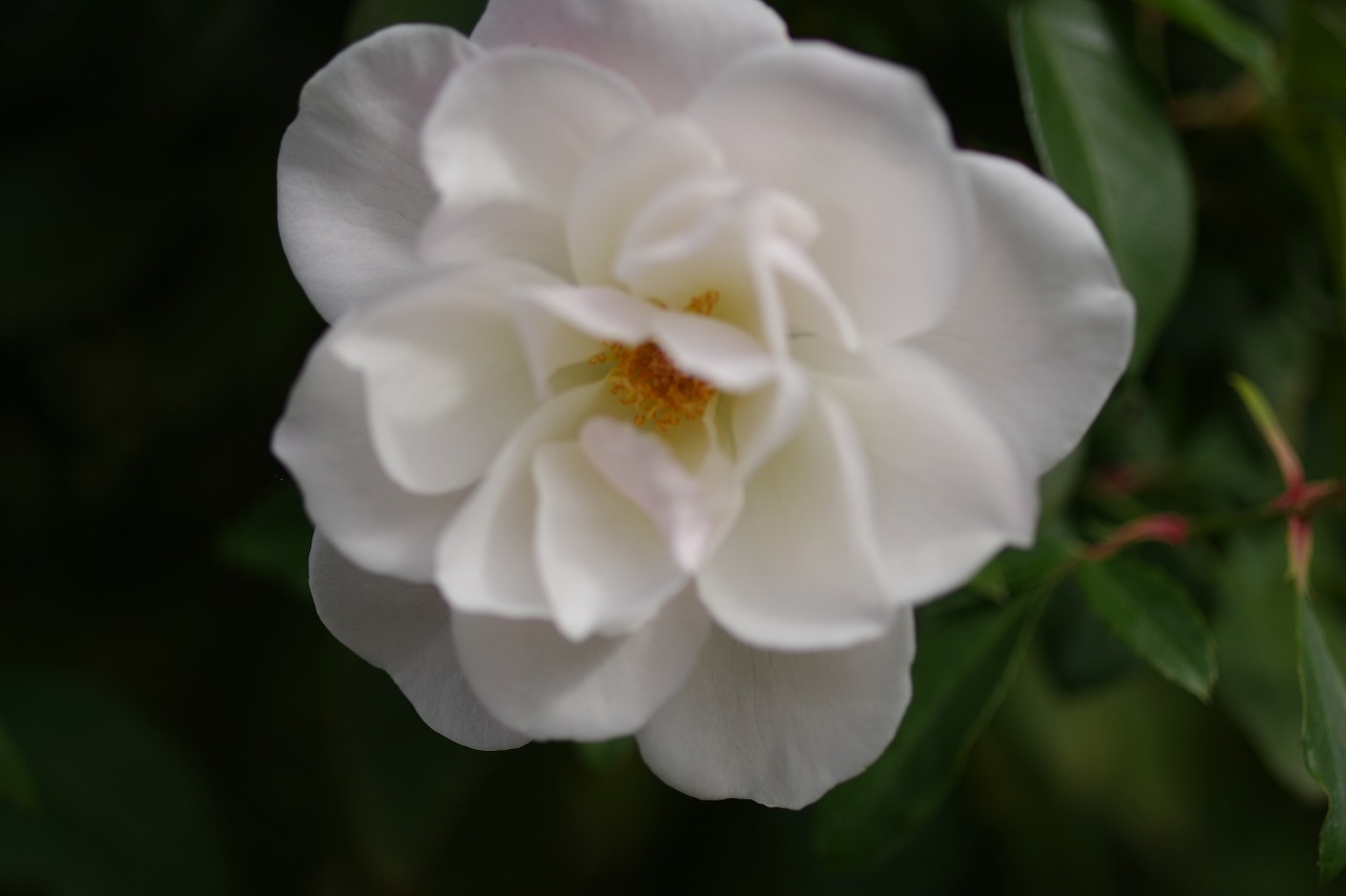 群馬県前橋市の群馬フラワーパークの花々