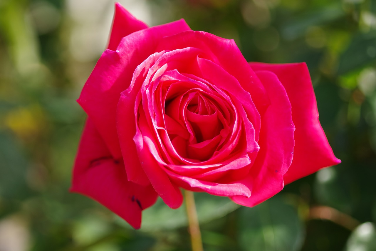 群馬県前橋市の群馬フラワーパークの花々