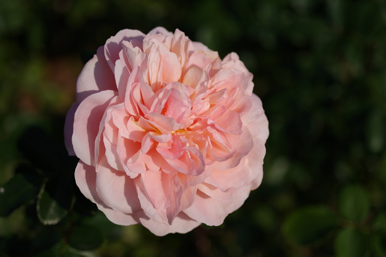 栃木県足利市のあしかがフラワーパークの花々