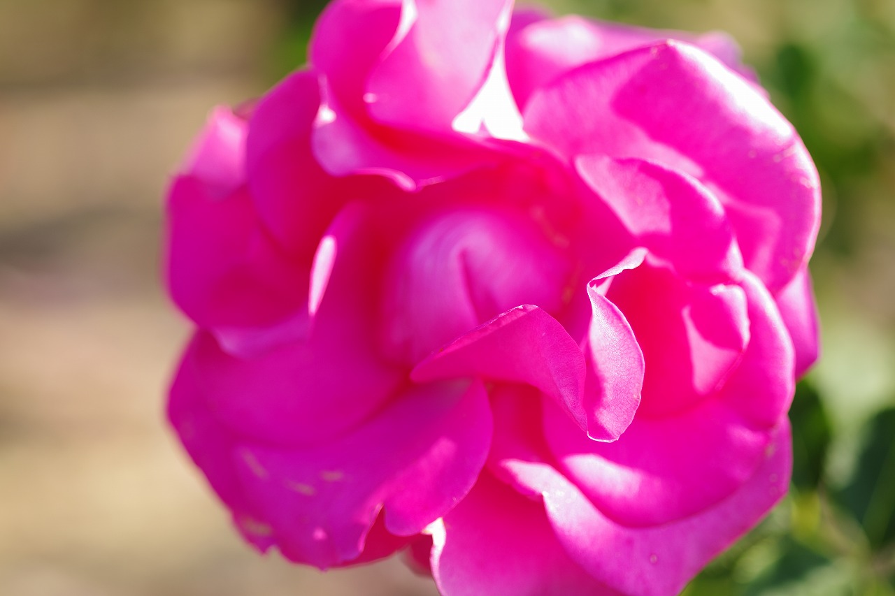 栃木県足利市のあしかがフラワーパークの花々