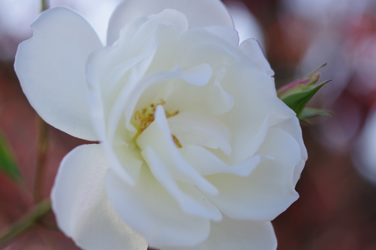 栃木県足利市のあしかがフラワーパークの花々
