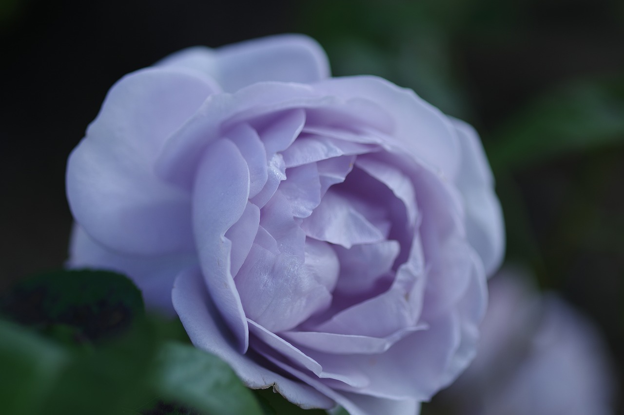 栃木県足利市のあしかがフラワーパークの花々