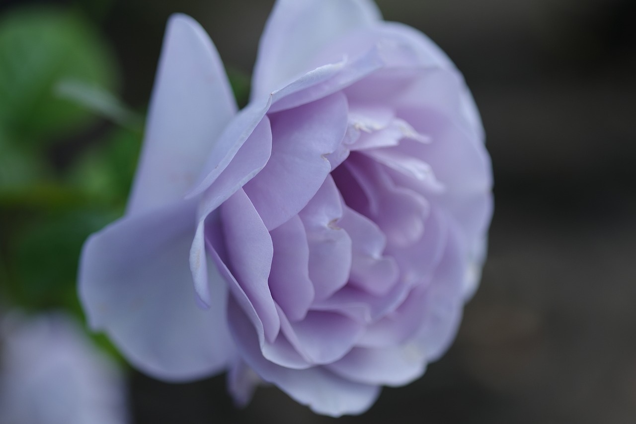 栃木県足利市のあしかがフラワーパークの花々