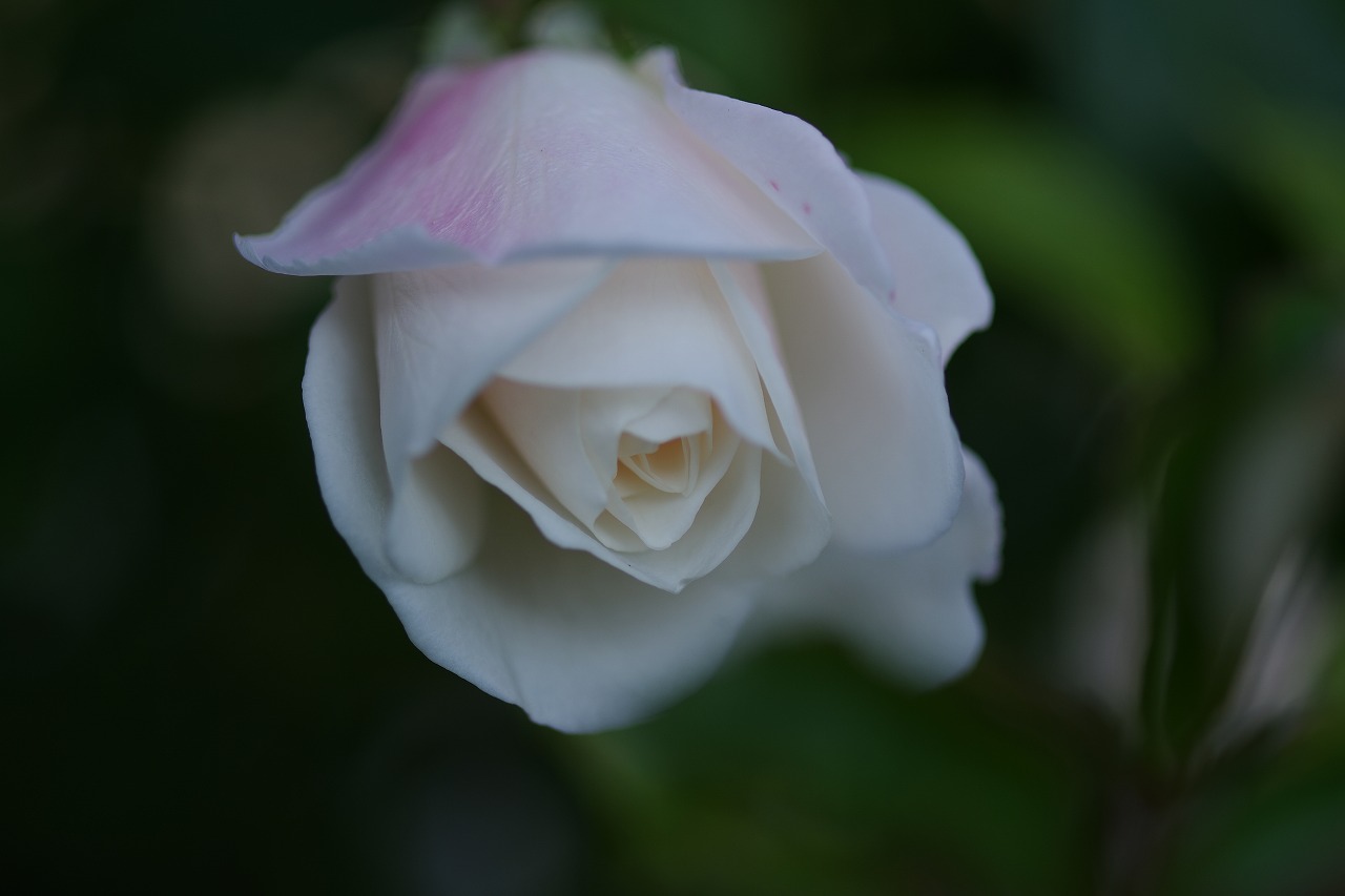 栃木県足利市のあしかがフラワーパークの花々
