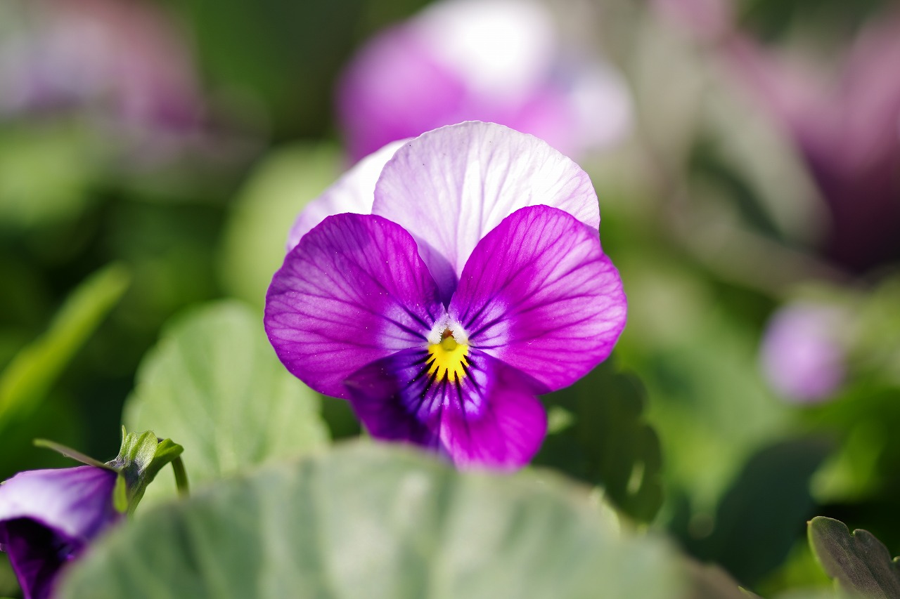 栃木県足利市のあしかがフラワーパークの花々