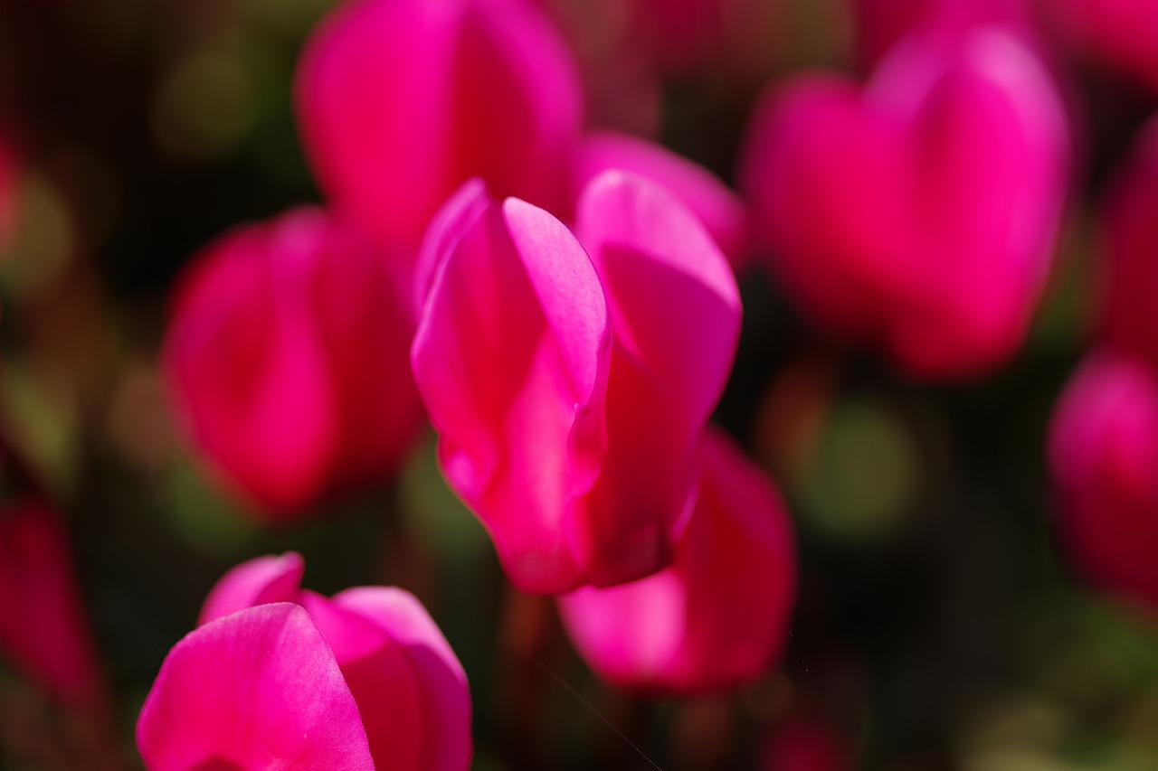 栃木県足利市のあしかがフラワーパークの花々