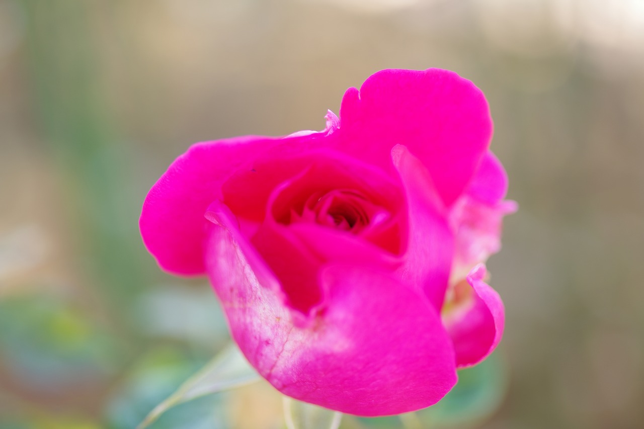 栃木県足利市のあしかがフラワーパークの花々