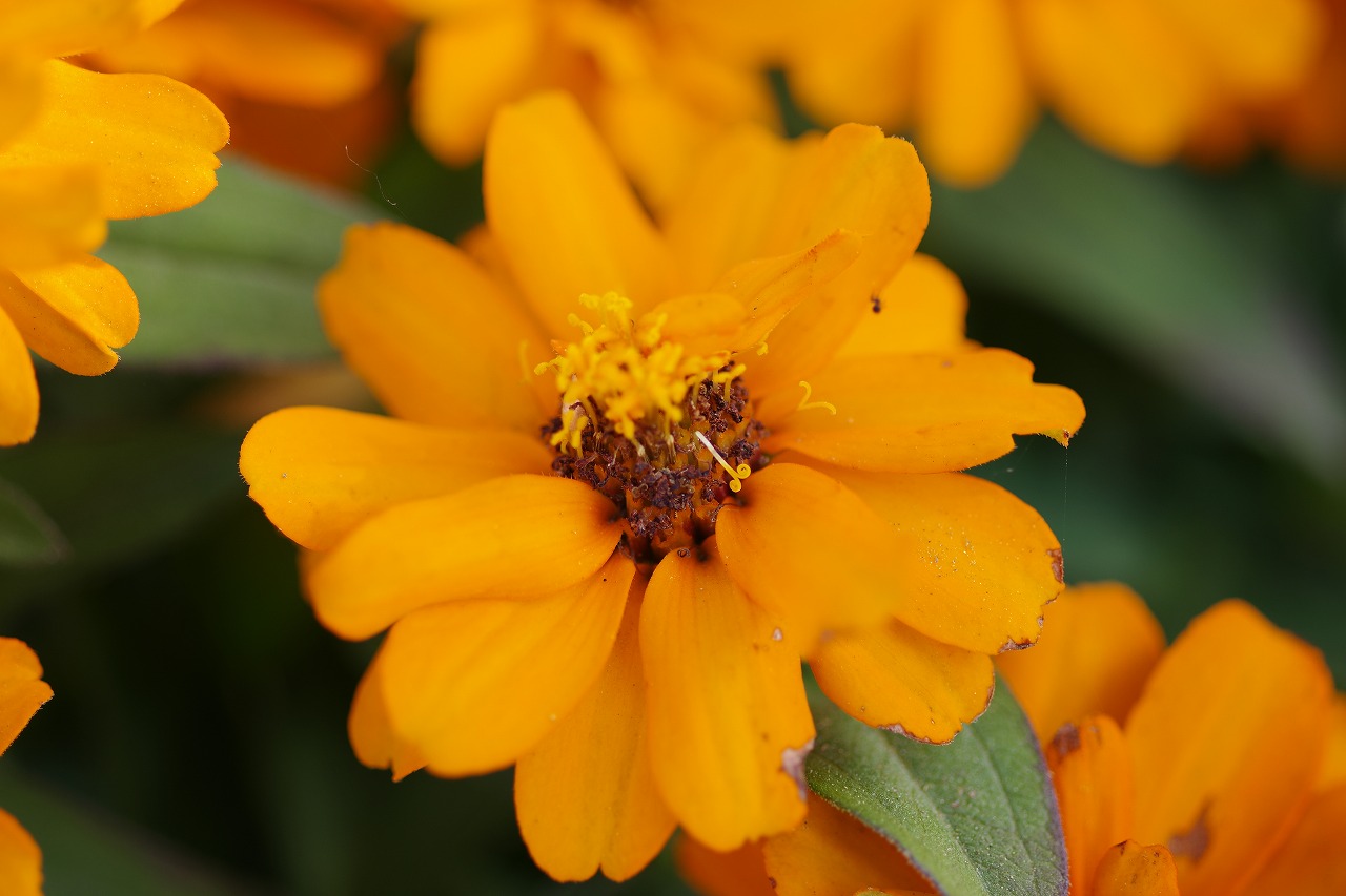 栃木県足利市のあしかがフラワーパークの花々