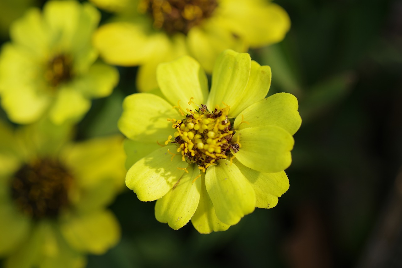栃木県足利市のあしかがフラワーパークの花々