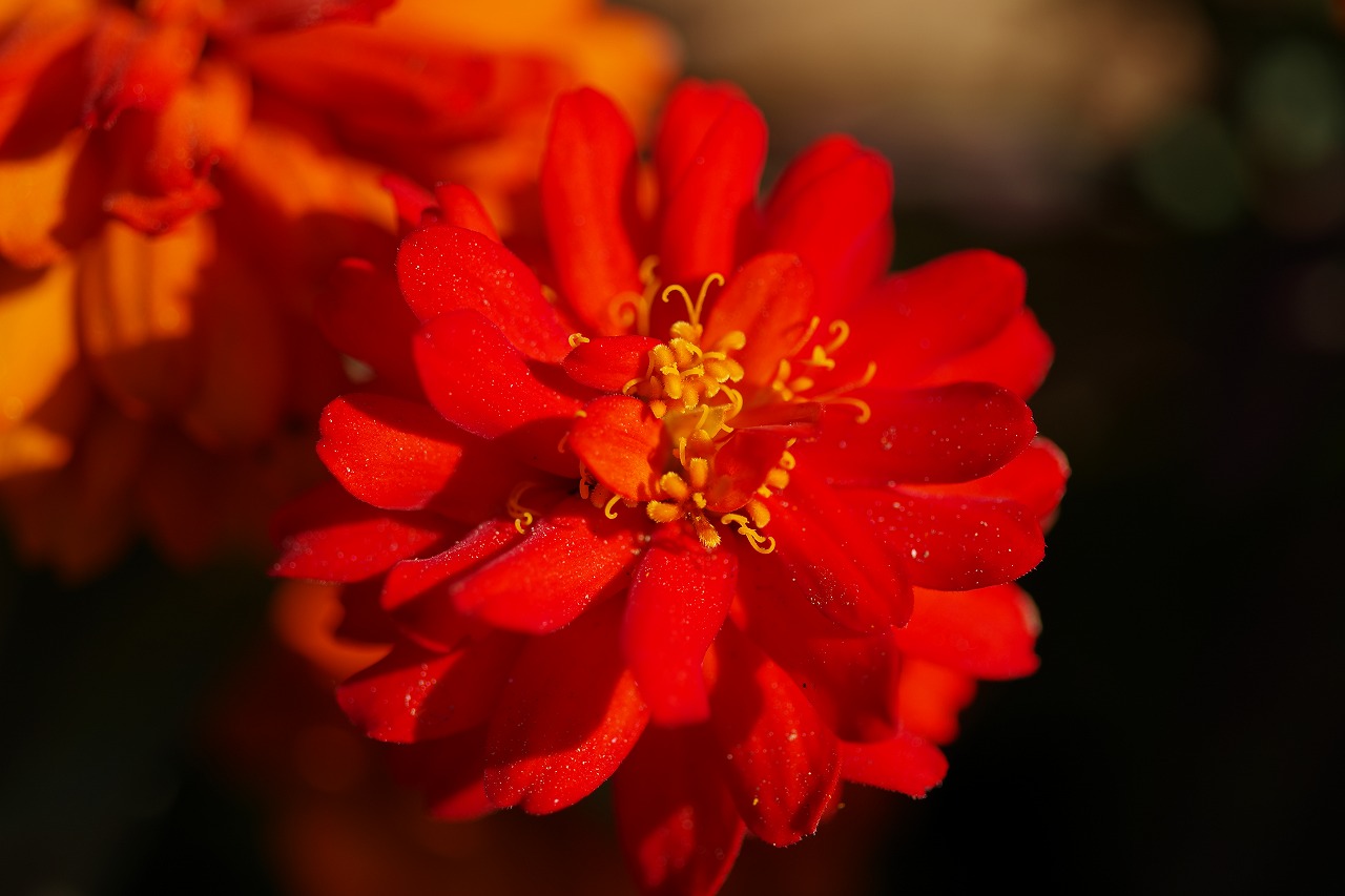 栃木県足利市のあしかがフラワーパークの花々
