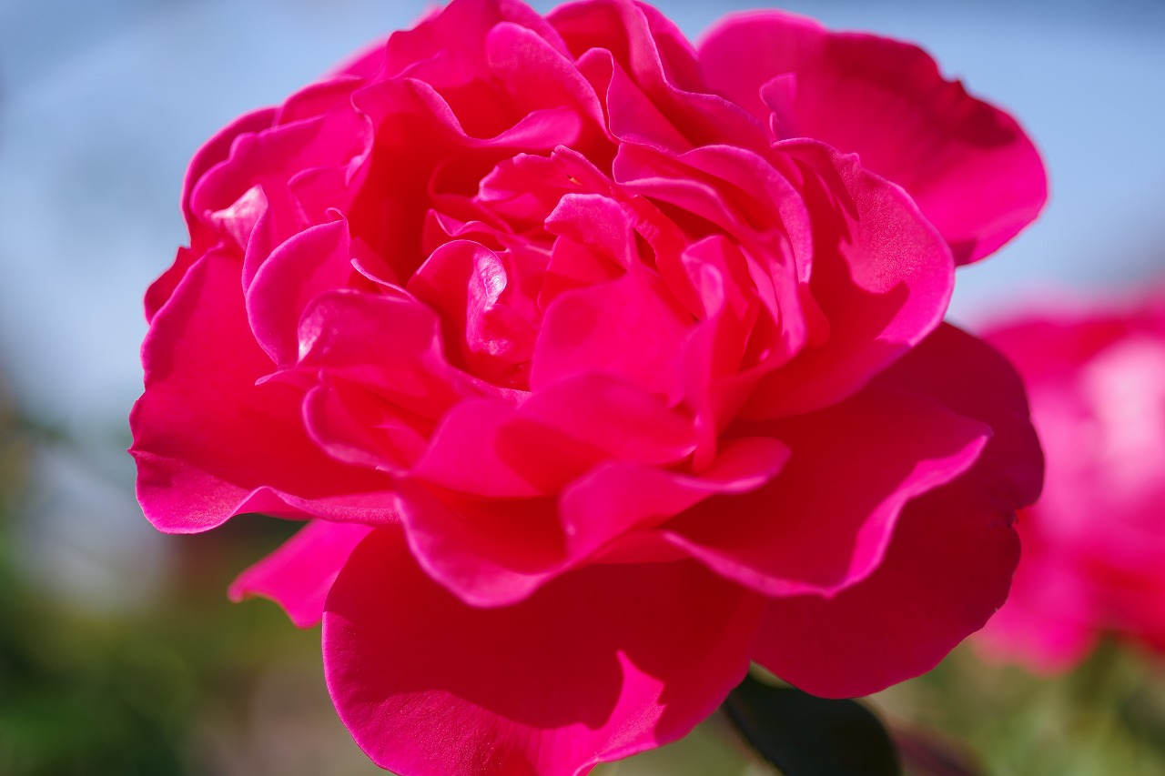 栃木県足利市のあしかがフラワーパークの花々