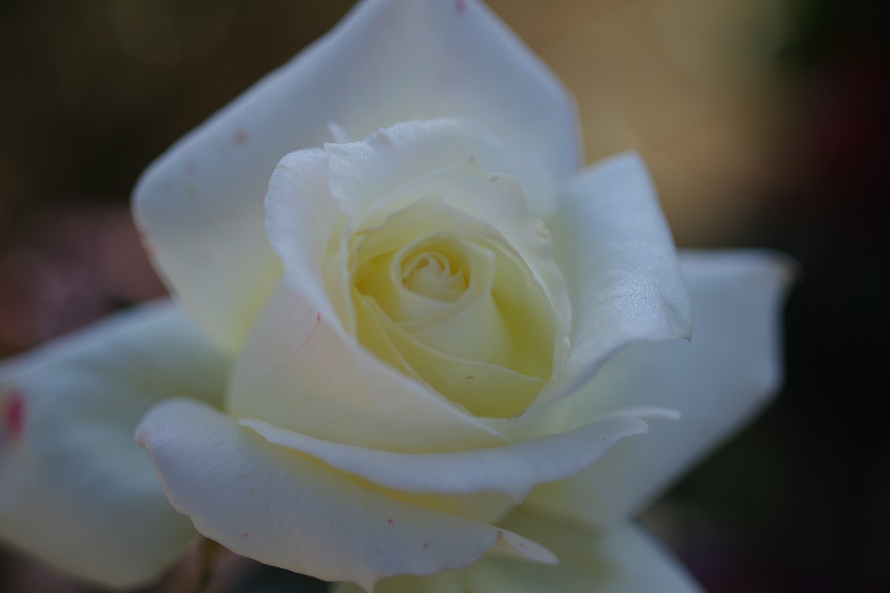 栃木県足利市のあしかがフラワーパークの花々