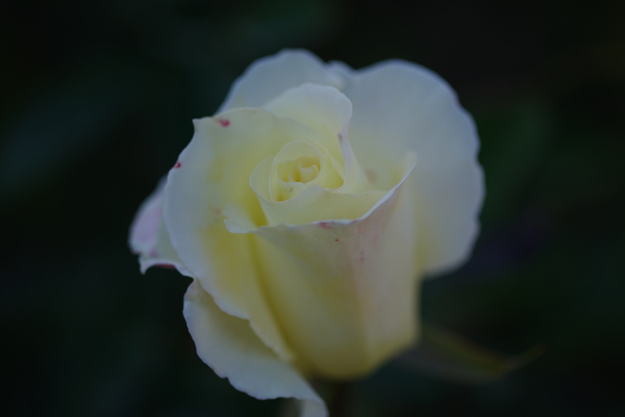栃木県足利市のあしかがフラワーパークの花々