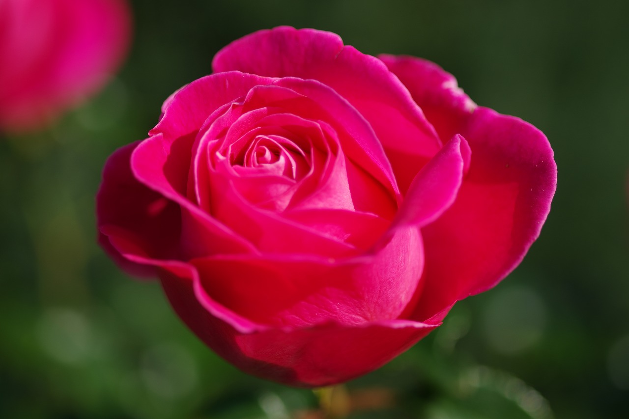 栃木県足利市のあしかがフラワーパークの花々