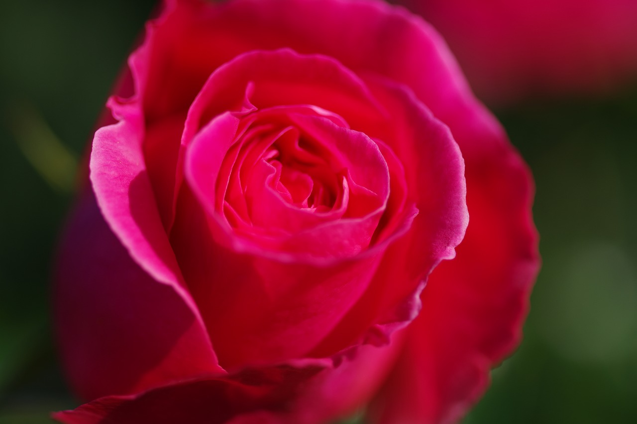 栃木県足利市のあしかがフラワーパークの花々