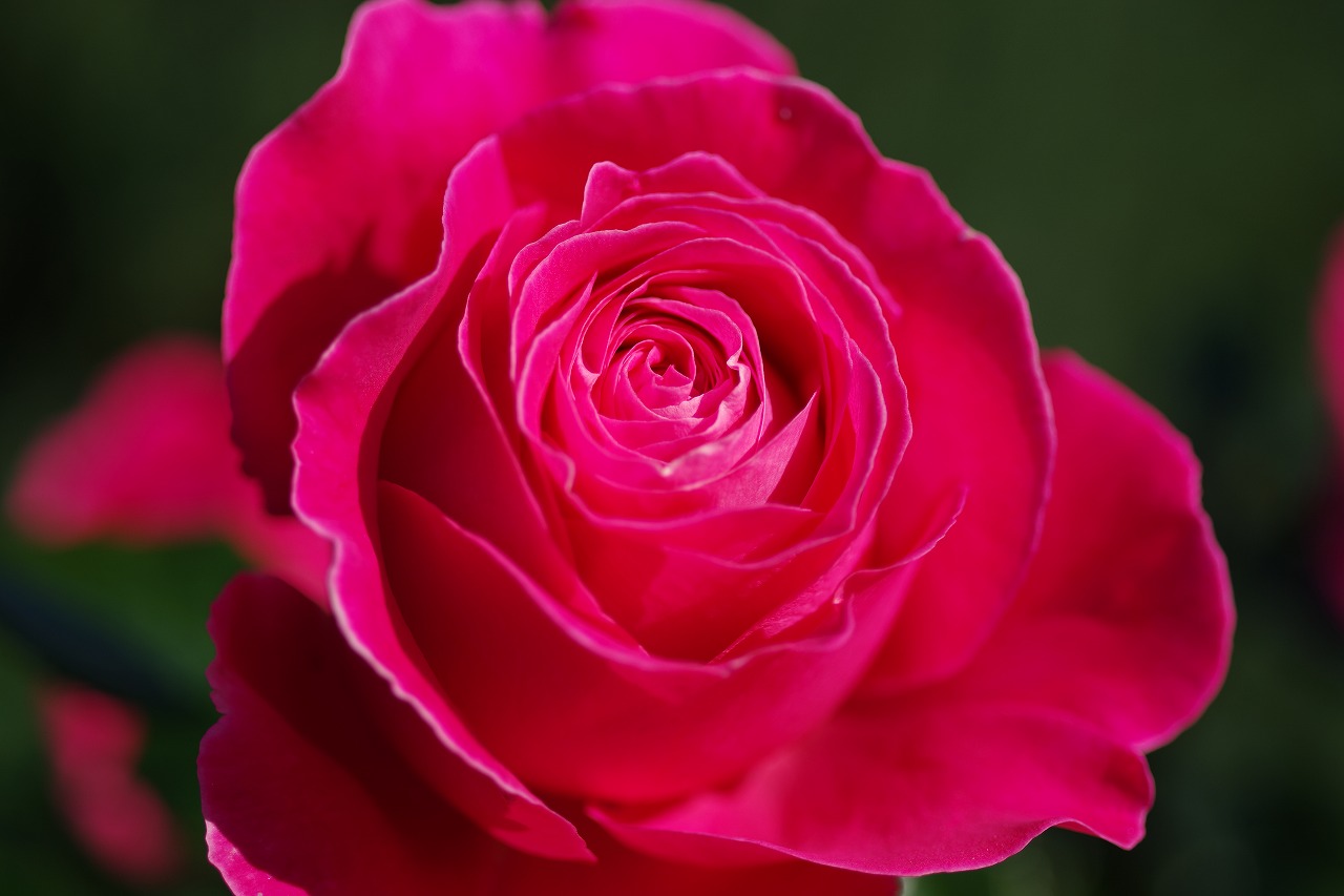 栃木県足利市のあしかがフラワーパークの花々