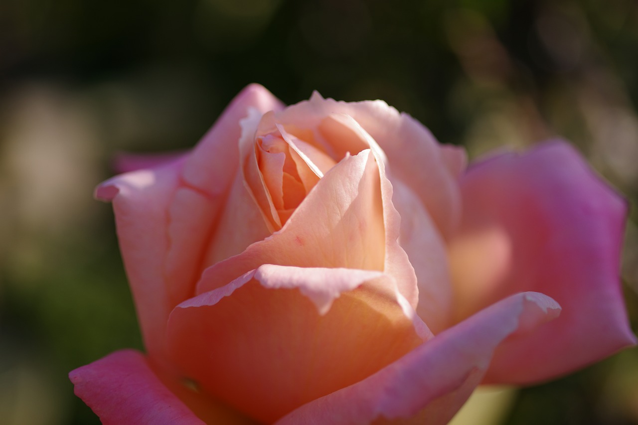 栃木県足利市のあしかがフラワーパークの花々