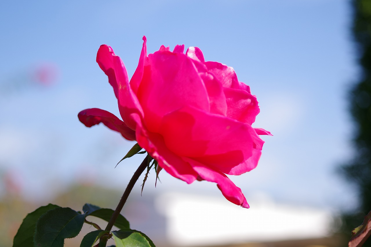 栃木県足利市のあしかがフラワーパークの花々
