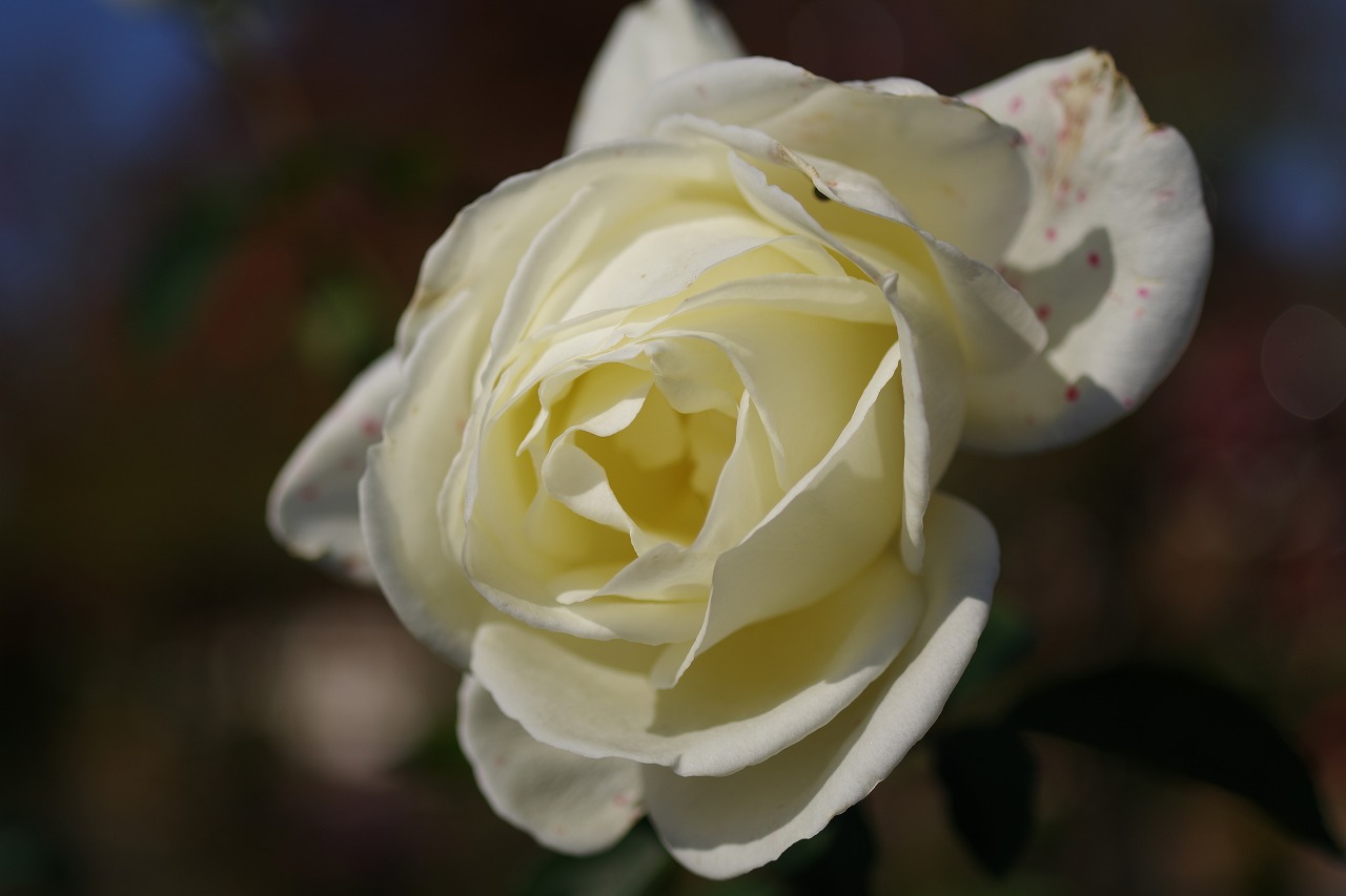 栃木県足利市のあしかがフラワーパークの花々