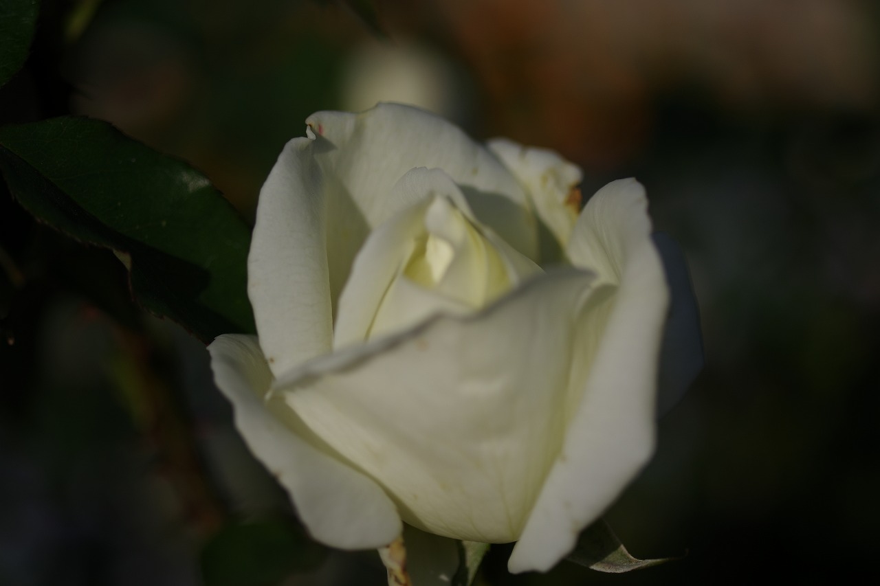 栃木県足利市のあしかがフラワーパークの花々