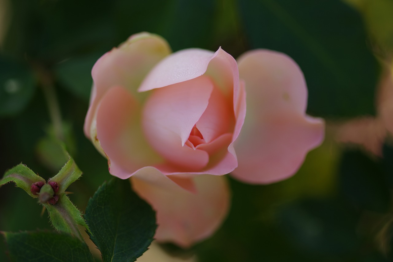 栃木県足利市のあしかがフラワーパークの花々