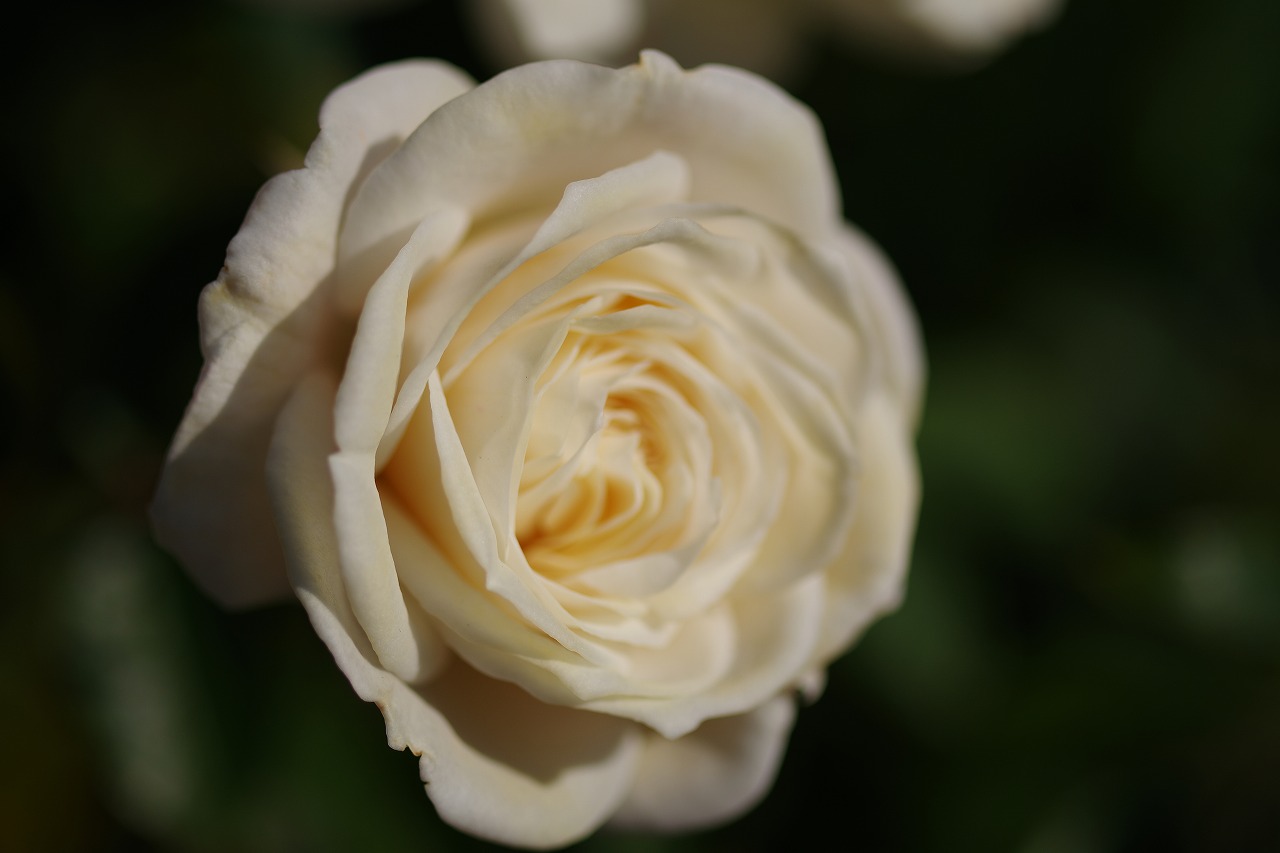 栃木県足利市のあしかがフラワーパークの花々