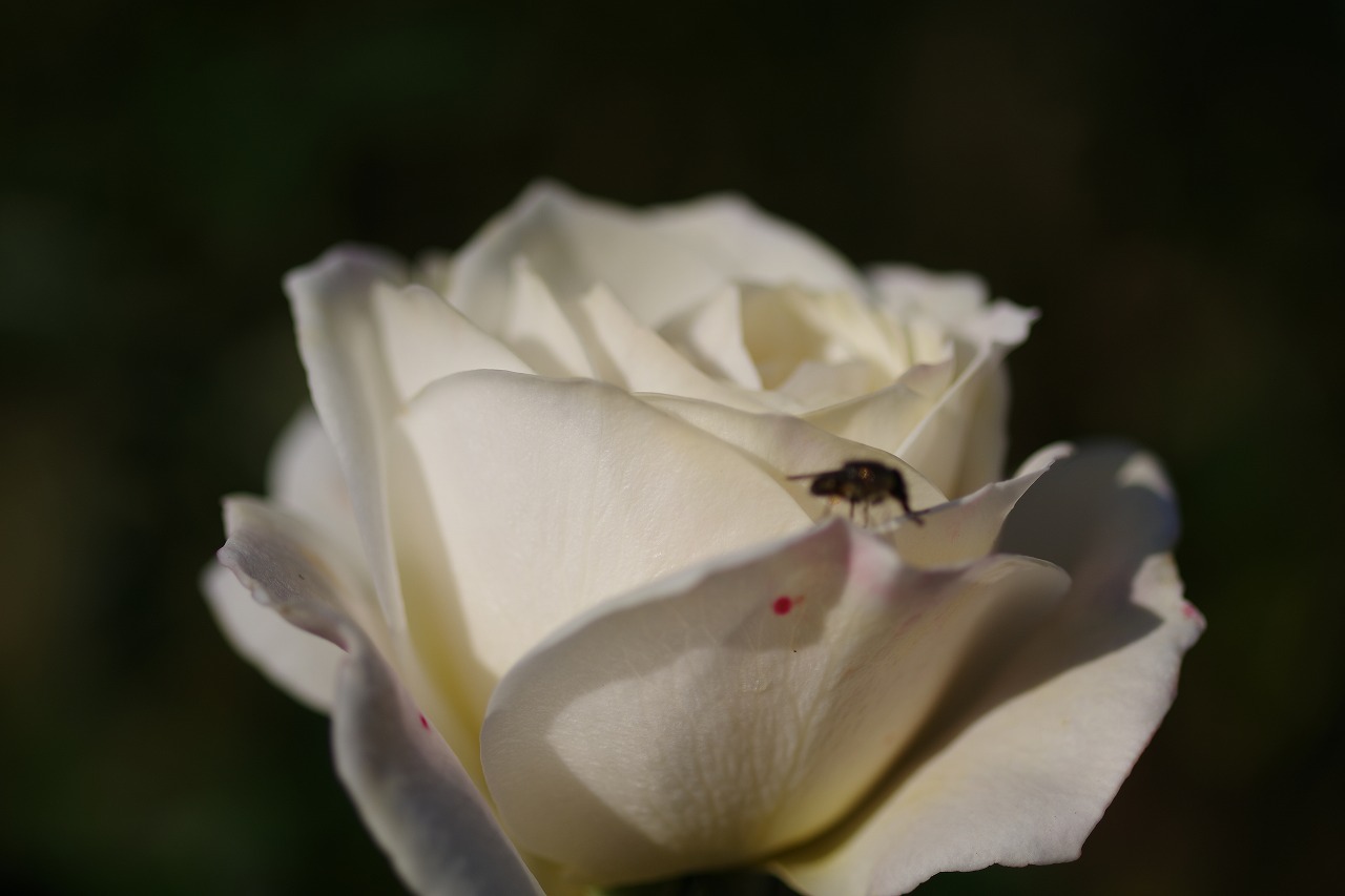 栃木県足利市のあしかがフラワーパークの花々