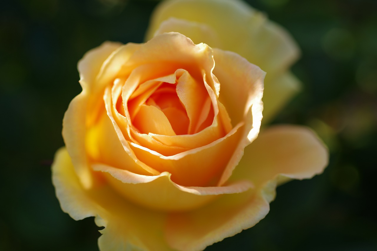 栃木県足利市のあしかがフラワーパークの花々