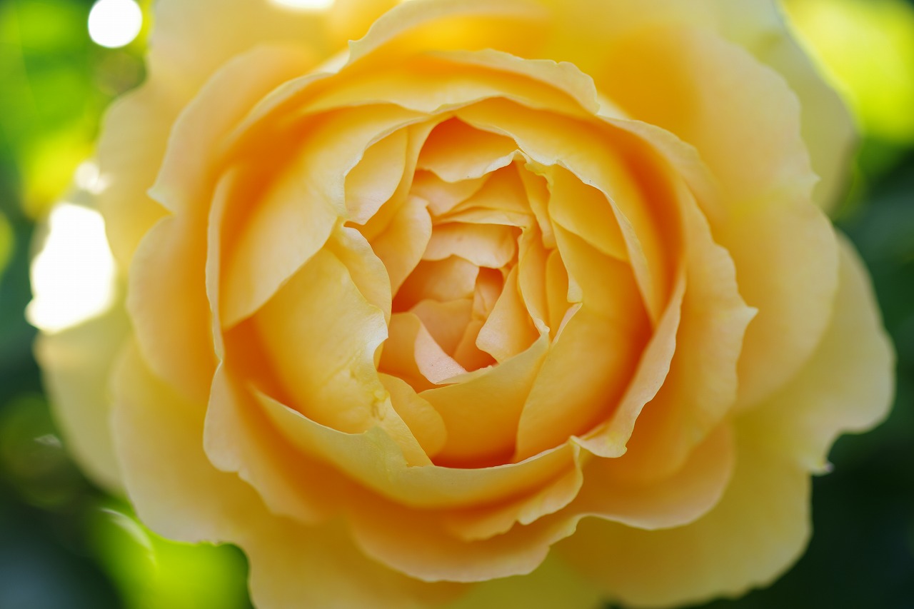 栃木県足利市のあしかがフラワーパークの花々