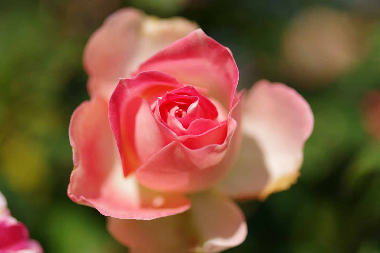 栃木県足利市のあしかがフラワーパークの花々
