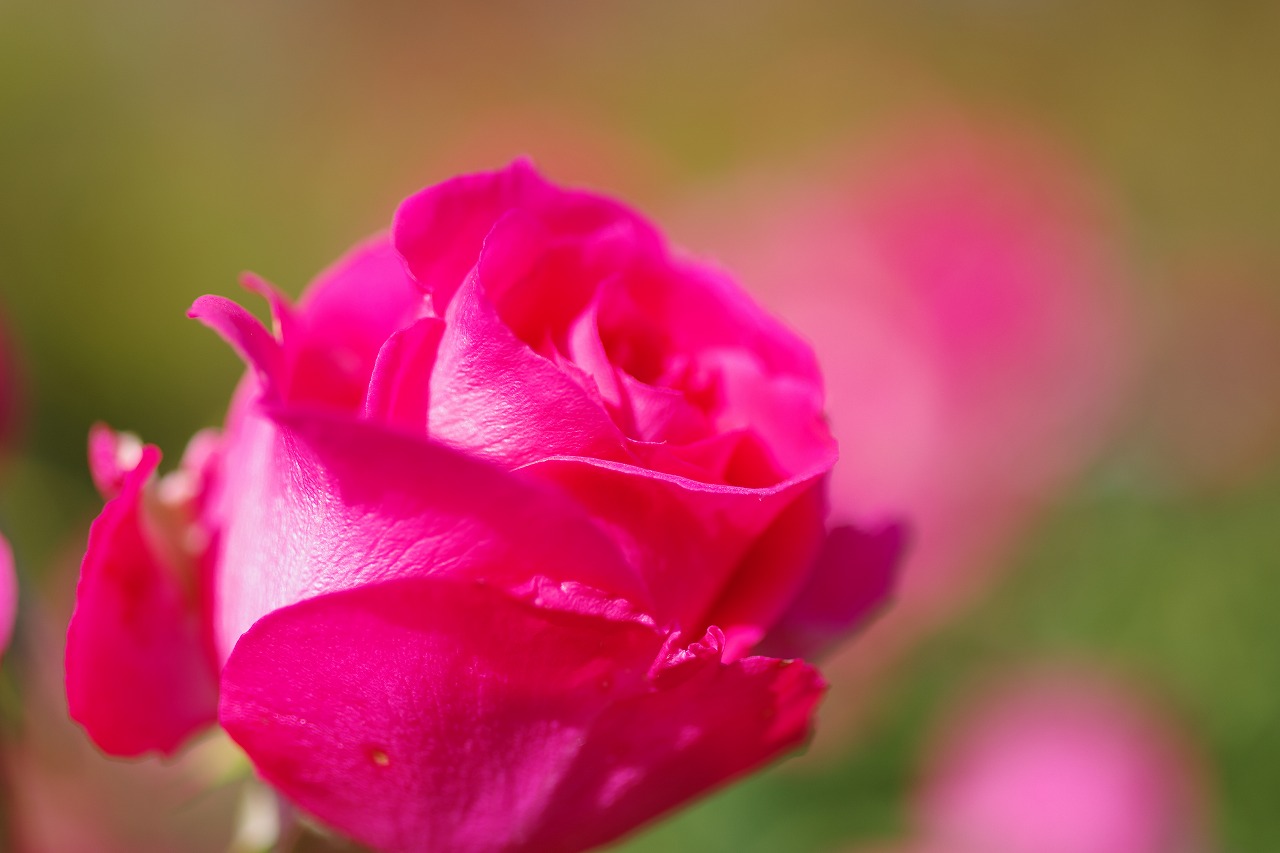 栃木県足利市のあしかがフラワーパークの花々