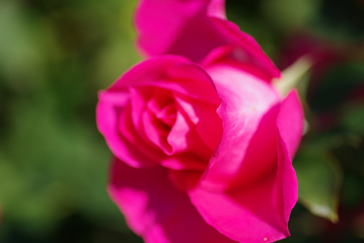 栃木県足利市のあしかがフラワーパークの花々
