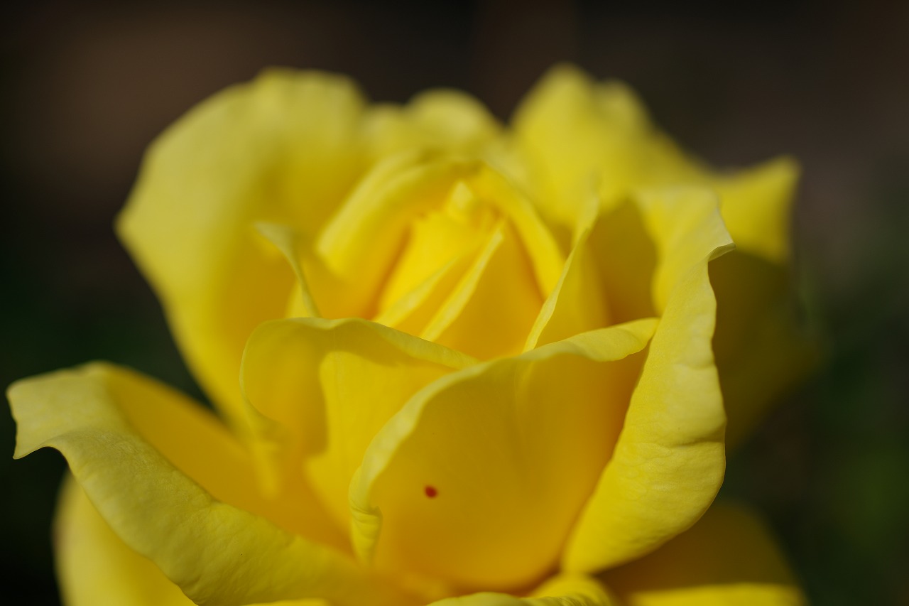 栃木県足利市のあしかがフラワーパークの花々