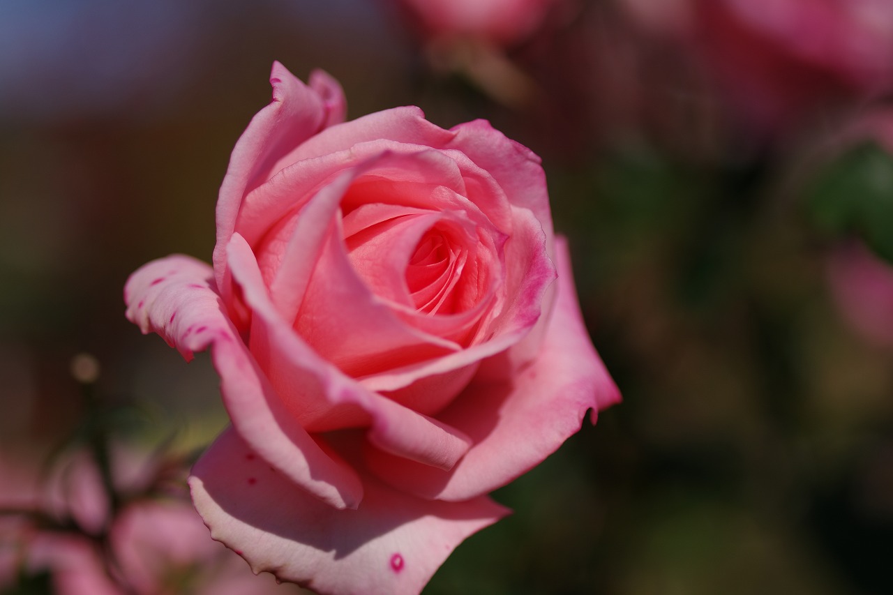 栃木県足利市のあしかがフラワーパークの花々