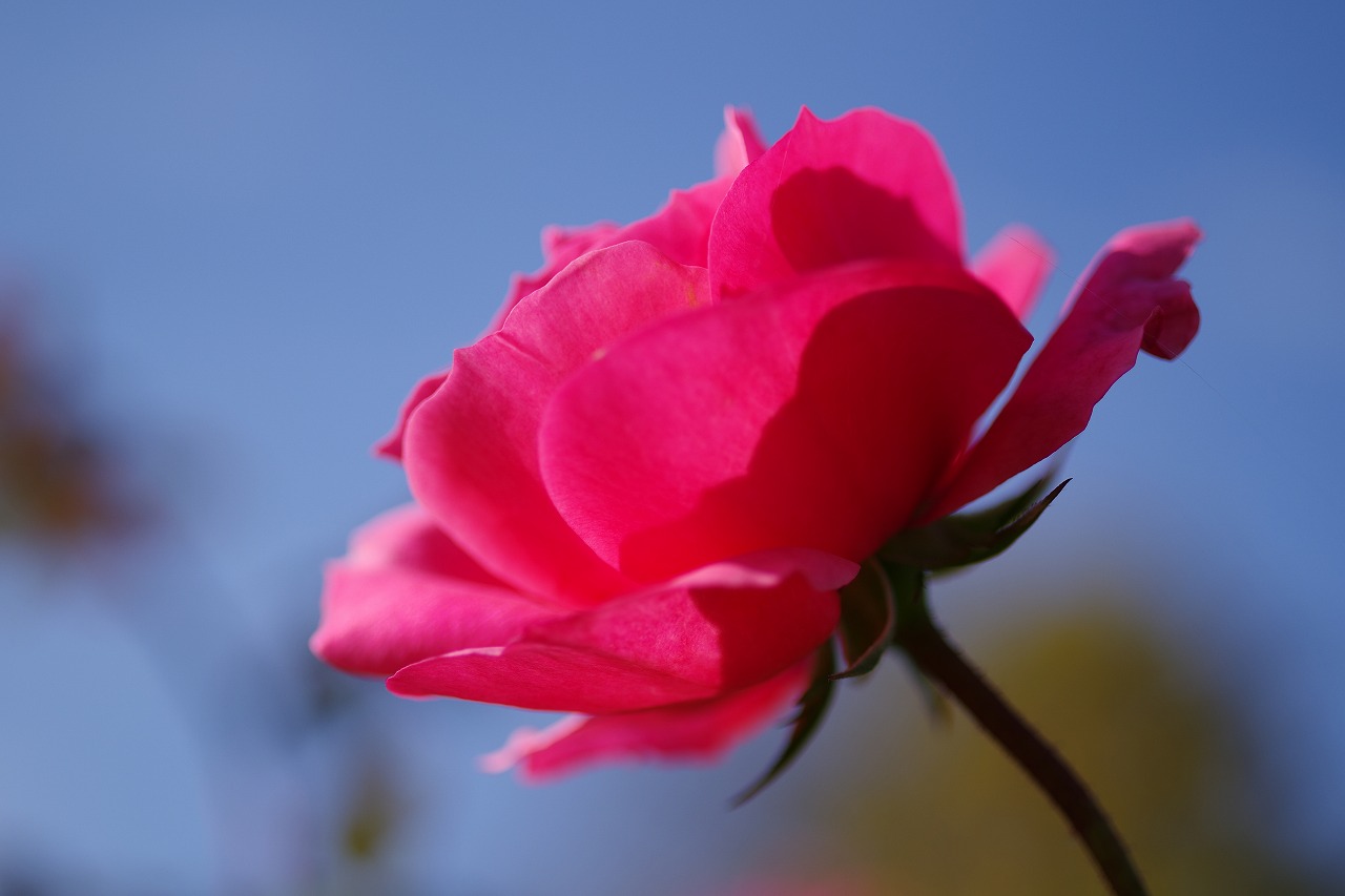 栃木県足利市のあしかがフラワーパークの花々