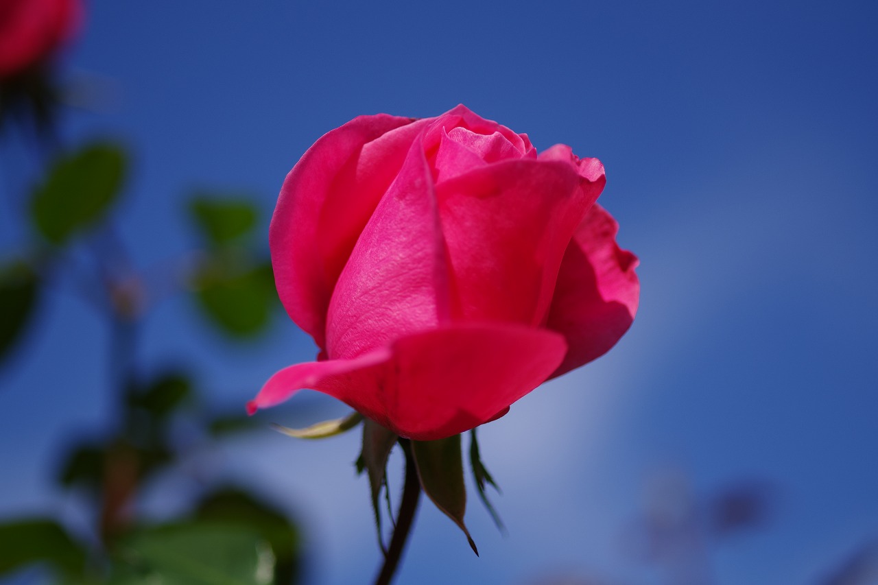 栃木県足利市のあしかがフラワーパークの花々