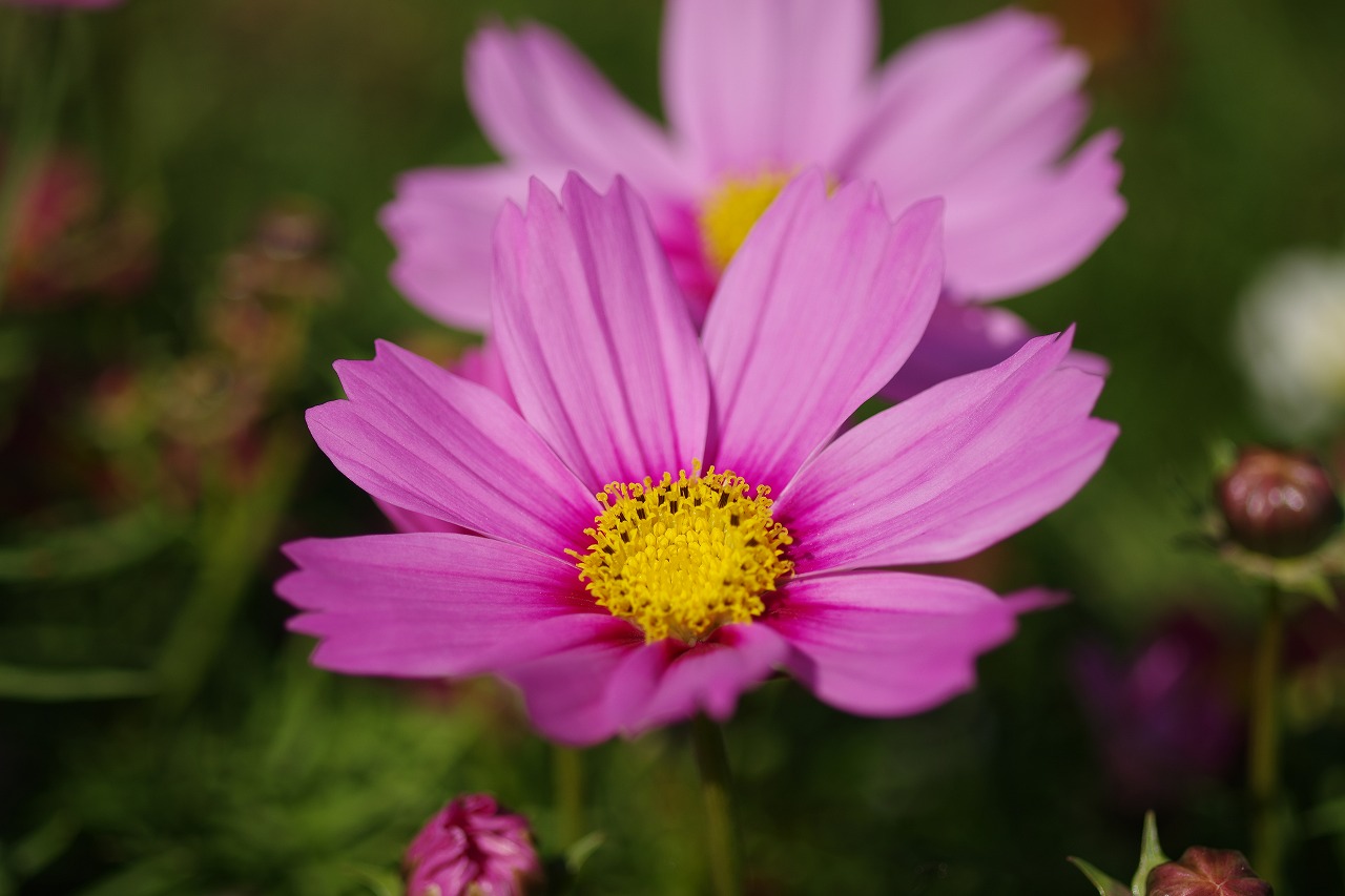 栃木県足利市のあしかがフラワーパークの花々