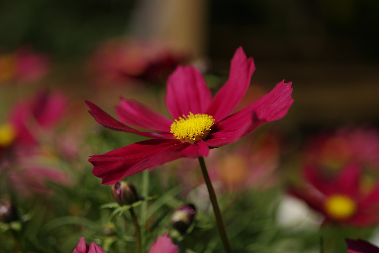 栃木県足利市のあしかがフラワーパークの花々