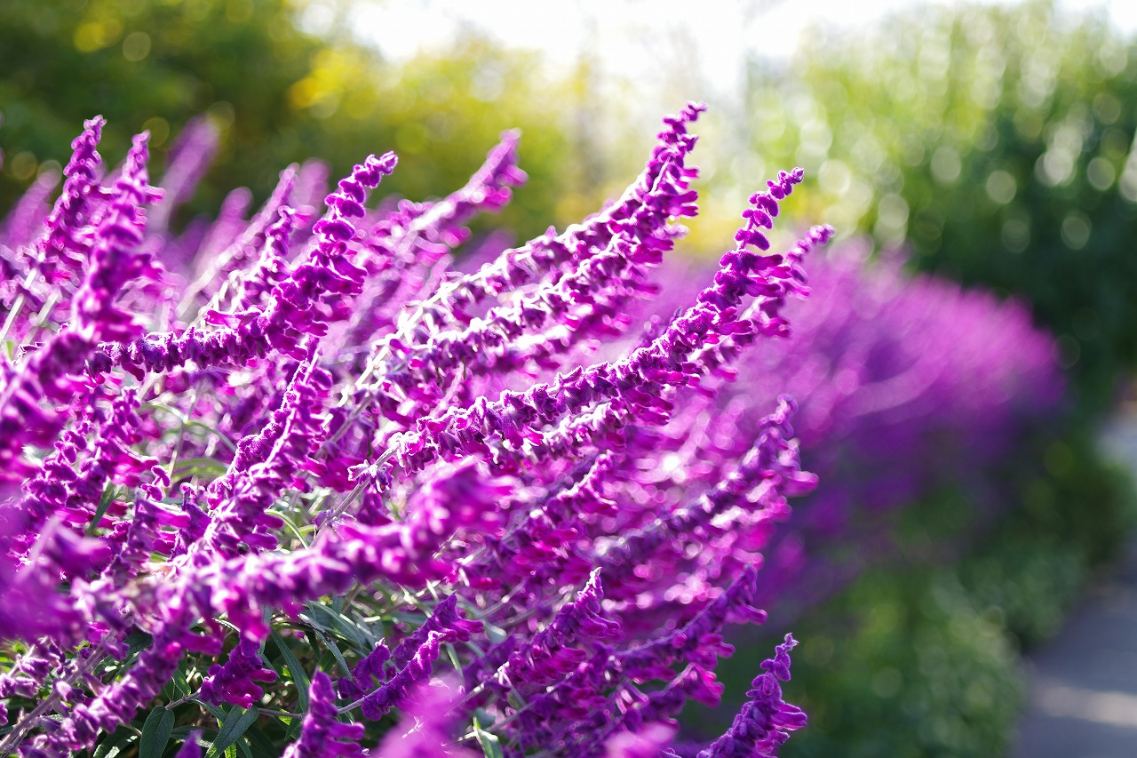 栃木県足利市のあしかがフラワーパークの花々